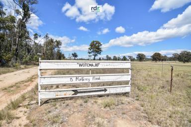 Livestock Sold - NSW - Inverell - 2360 - "WOTCMAJIG" - WHAT MORE COULD YOU WANT?  (Image 2)