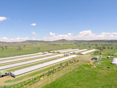 Other (Rural) For Sale - NSW - Somerton - 2340 - Poultry Production Enterprise  (Image 2)
