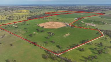 Mixed Farming For Sale - SA - Naracoorte - 5271 - Karatta/Cadgee Property Portfolio (Image 2)