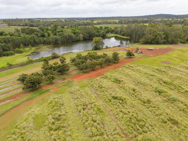 Horticulture For Sale - QLD - North Isis - 4660 - "COMPASS" AVOCADO ORCHARD  (Image 2)