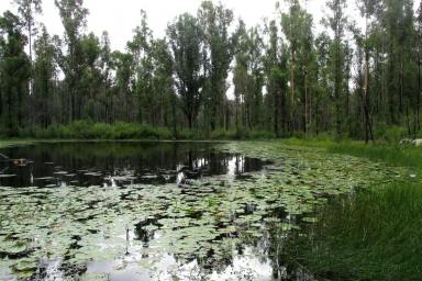 Lifestyle For Sale - NSW - Nymboida - 2460 - 300 Acres Of Tranquility Lifestyle Awaits  (Image 2)