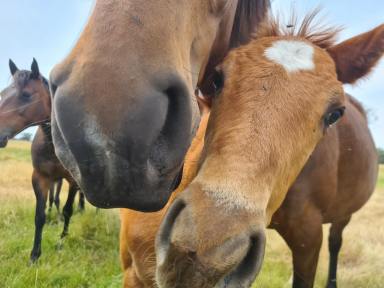 Other (Rural) For Sale - WA - Muchea - 6501 - Prime Land with Rail, and Highway Frontage, Water Licence, 3 phase Power & Infrastructure (Image 2)