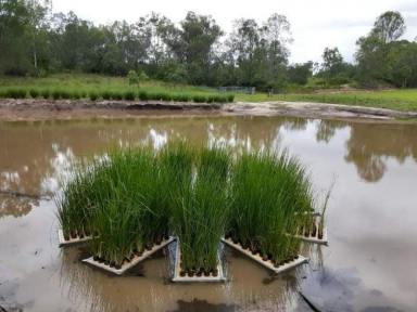 Business For Sale - QLD - Moolboolaman - 4671 - NATURES ENGINEERING WONDER PLANT  (Image 2)