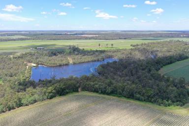 Horticulture For Sale - QLD - North Gregory - 4660 - 134.7 ACRES OF CULTIVATED HORTICULTURE LAND - RED SOIL  (Image 2)