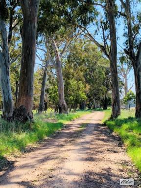 Other (Rural) For Sale - VIC - Bushy Park - 3860 - Amongst the gum trees...  (Image 2)