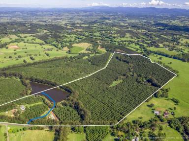 Lifestyle For Sale - NSW - Wollongbar - 2477 - A Valuable Coastal Country Farm - Opportunity Plus  (Image 2)
