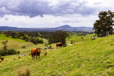 Other (Rural) For Sale - NSW - Jaspers Brush - 2535 - 'Bellevue'  (Image 2)