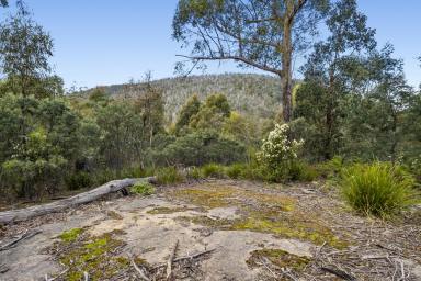 Residential Block For Sale - TAS - Forcett - 7173 - Meet me in the middle  (Image 2)