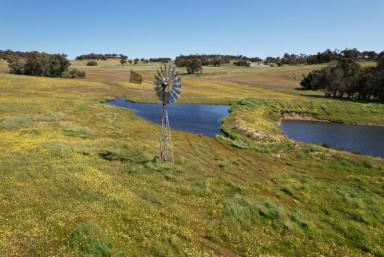 Mixed Farming For Sale - WA - Beverley - 6304 - Wilgy Hill Farm 365.58ha (902.98acres)  (Image 2)