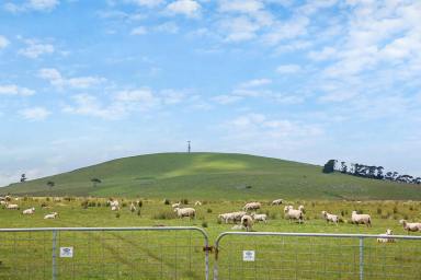 Livestock For Sale - VIC - Irrewarra - 3249 - HEALTHY MIXED FARMING COUNTRY  (Image 2)