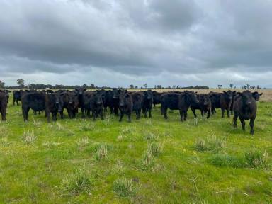 Mixed Farming For Sale - NSW - Culcairn - 2660 - Quality Mixed Farming and Grazing  (Image 2)