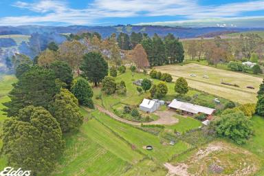 Farmlet For Sale - VIC - Blackwarry - 3844 - GRAND PANORAMIC VIEWS AND 9 ACRES!  (Image 2)