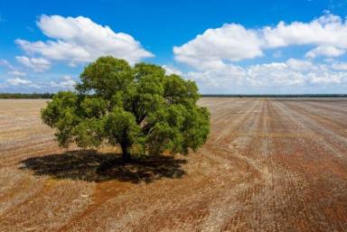 Cropping For Sale - NSW - Tottenham - 2873 - Broadacre Cropping Country - Get ready for the next big crop!!  (Image 2)