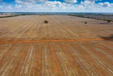 Cropping For Sale - NSW - Tottenham - 2873 - Broadacre Cropping Country - Get ready for the next big crop!!  (Image 2)