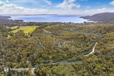 Residential Block For Sale - TAS - Adventure Bay - 7150 - Inspirational Forest at Adventure Bay on Bruny Island  (Image 2)