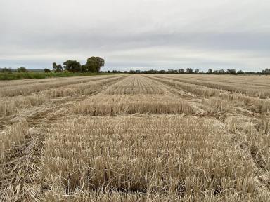 Other (Rural) Sold - NSW - Myall Park - 2681 - GREAT ENTRY-LEVEL IRRIGATION FARM  (Image 2)