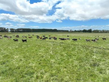 Dairy For Sale - VIC - Tesbury - 3260 - Productive Camperdown District Dairy Farm  (Image 2)