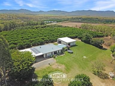 Horticulture For Sale - QLD - Mareeba - 4880 - COMMERCIAL ORCHARD FARM, CAIRNS SIDE  (Image 2)