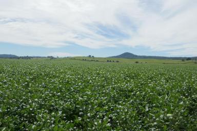 Mixed Farming For Sale - NSW - Kyogle - 2474 - CEDAR POINT - KYOGLE  (Image 2)