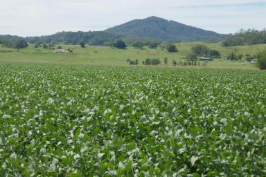 Mixed Farming For Sale - NSW - Kyogle - 2474 - CEDAR POINT - KYOGLE  (Image 2)