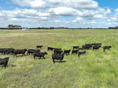 Livestock Sold - VIC - Beeac - 3251 - PRIME PRODUCTIVE COLAC DISTRICT COUNTRY  (Image 2)