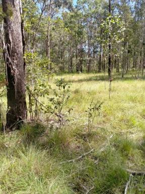 Other (Rural) For Sale - NSW - Myrtle Creek - 2469 - Affordable Land Opportunity!  (Image 2)