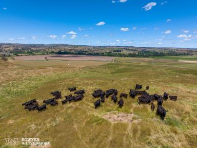 Other (Rural) For Sale - NSW - Wambool - 2795 - “The Eyrie” 96.0 Hectares - 237.2 Acres*  (Image 2)