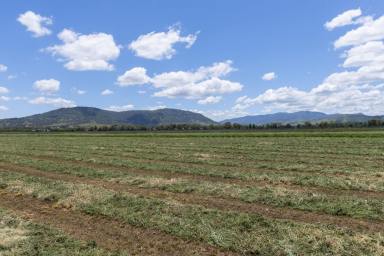 Commercial Farming For Sale - NSW - Scone - 2337 - 105 acres of highly productive agricultural land, located minutes from Scone, the Horse Capital of Australia  (Image 2)