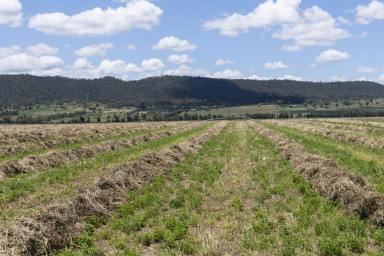 Commercial Farming For Sale - NSW - Scone - 2337 - 105 acres of highly productive agricultural land, located minutes from Scone, the Horse Capital of Australia  (Image 2)