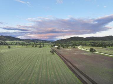 Commercial Farming For Sale - NSW - Scone - 2337 - 129 acres of prime agricultural land minutes from the township of Scone  (Image 2)