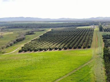 Commercial Farming For Sale - QLD - Arriga - 4880 - 3 ADJOINING FARMS, ARRIGA, MAREEBA, FAR NORTH QUEENSLAND (Image 2)