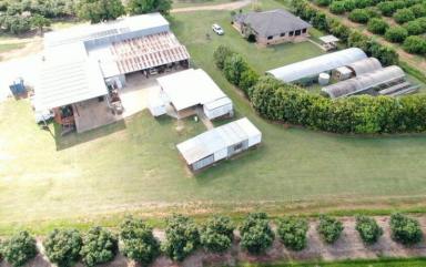 Horticulture For Sale - QLD - Arriga - 4880 - ARRIGA, MAREEBA 4880 QLD (Image 2)