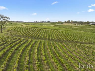 Viticulture Sold - NSW - Pokolbin - 2320 - LOT 1 BLACK CLUSTER VINEYARD  (Image 2)