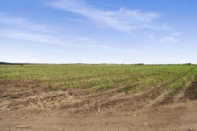 Cropping For Sale - QLD - Osborne - 4806 - Cane Farm for Sale  (Image 2)