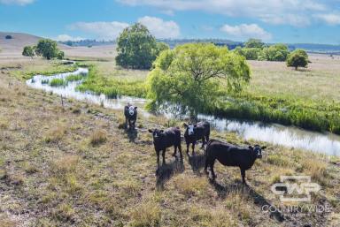 Mixed Farming Sold - NSW - Glen Innes - 2370 - Premium Acreage with River Frontage.  (Image 2)