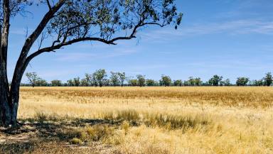 Mixed Farming Sold - NSW - Boggabri - 2382 - Expression Of Interest - 640 ac - Building Entitlement - Fertile Soils + Great Water  (Image 2)
