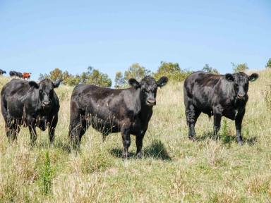 Livestock Sold - NSW - Taralga - 2580 - Cross Station  (Image 2)