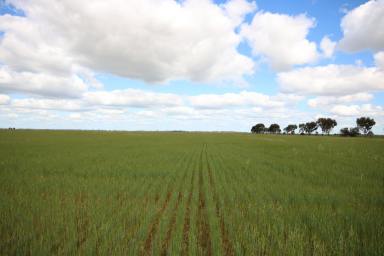 Cropping For Sale - VIC - Roslynmead - 3564 - GAIN SCALE FOR YOUR FARMING BUSINESS  (Image 2)