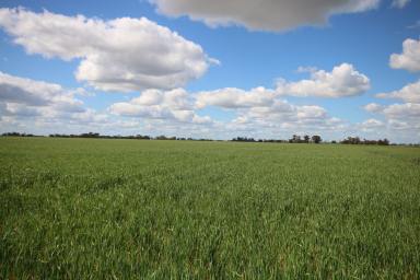 Cropping For Sale - VIC - Roslynmead - 3564 - GAIN SCALE FOR YOUR FARMING BUSINESS  (Image 2)