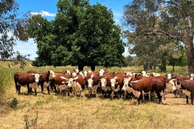 Livestock For Sale - NSW - Cargo - 2800 - LARGE SCALE PASTORAL HOLDING  (Image 2)