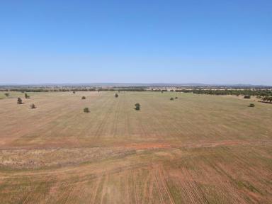 Cropping For Sale - NSW - Weethalle - 2669 - Mixed Farming Country At Weethalle  (Image 2)