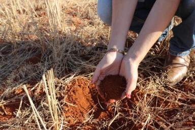 Cropping For Sale - NSW - Weethalle - 2669 - Beautiful Weethalle Red Loam Cropping Country  (Image 2)