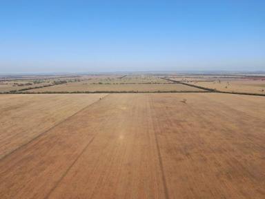 Cropping For Sale - NSW - Weethalle - 2669 - Beautiful Weethalle Red Loam Cropping Country  (Image 2)