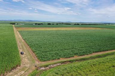 Other (Rural) For Sale - QLD - Clare - 4807 - 4  Cane Farms - Clare - Available Separately  (Image 2)