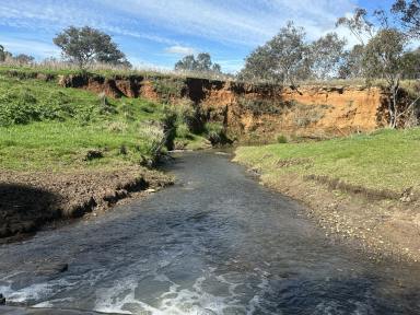 Lifestyle For Sale - NSW - Cootamundra - 2590 - Rare Opportunity on the Renowned Muttama Creek  (Image 2)