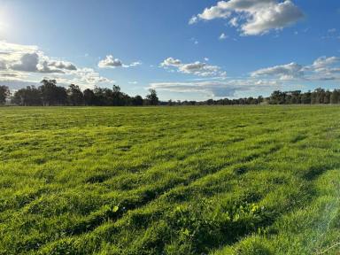 Lifestyle For Sale - NSW - Cootamundra - 2590 - Rare Opportunity on the Renowned Muttama Creek  (Image 2)