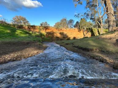 Lifestyle For Sale - NSW - Cootamundra - 2590 - Rare Opportunity on the Renowned Muttama Creek  (Image 2)