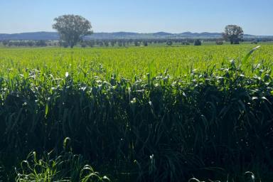Mixed Farming For Sale - NSW - Warraderry - 2810 - 1,668 ACRES* MIXED CROPPING & GRAZING WITH EXCELLENT INFRASTRUCTURE  (Image 2)