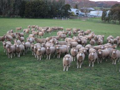 Livestock For Sale - NSW - Rye Park - 2586 - Home to Rosewood Poll Dorset Stud  (Image 2)