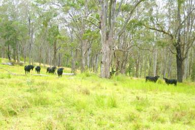 Mixed Farming Sold - NSW - Lismore - 2480 - GRAZING & MACA NUT COUNTRY  (Image 2)